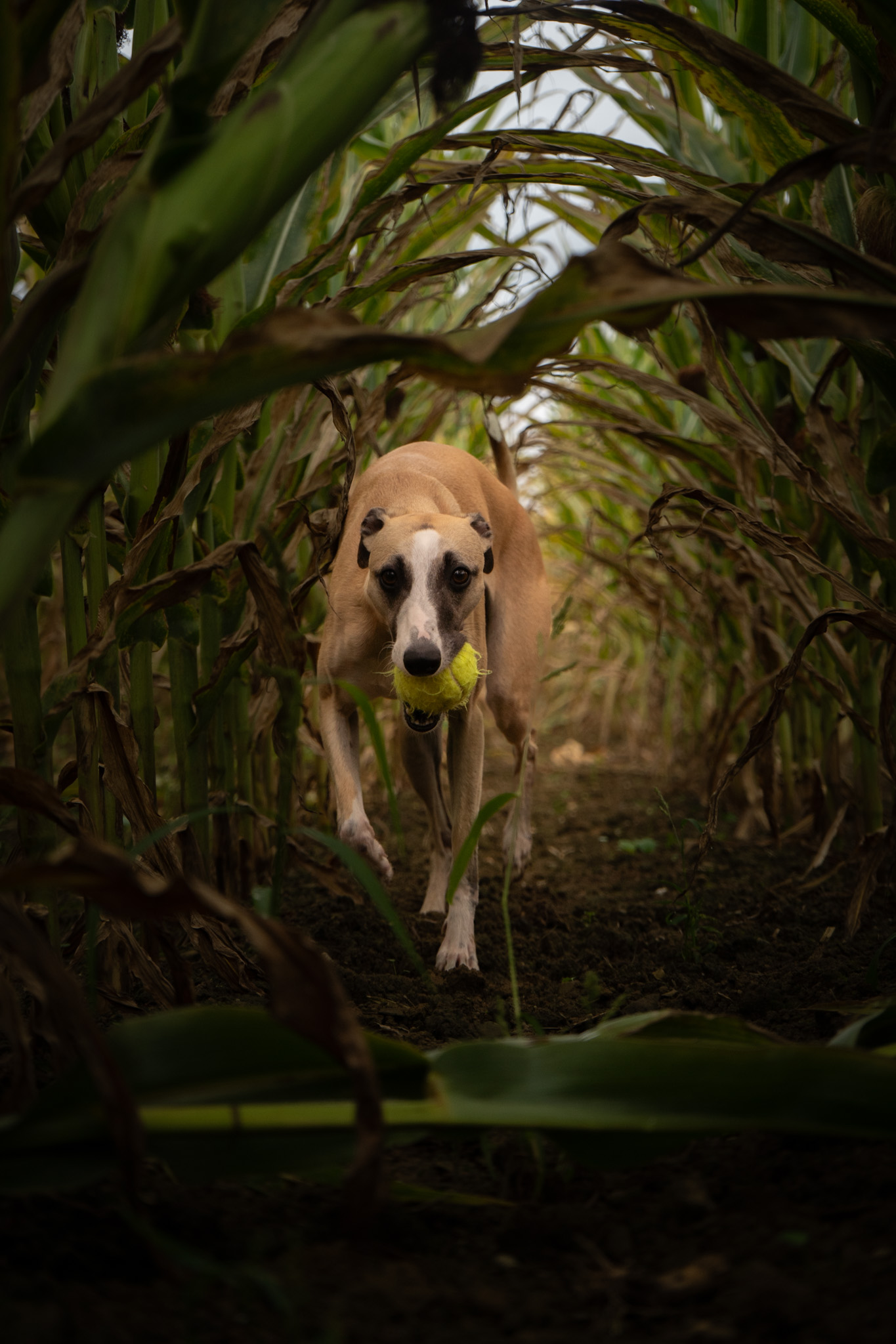 Hund läuft frei durch Natur – Outdoor Hundefotografie Holzkirchen
