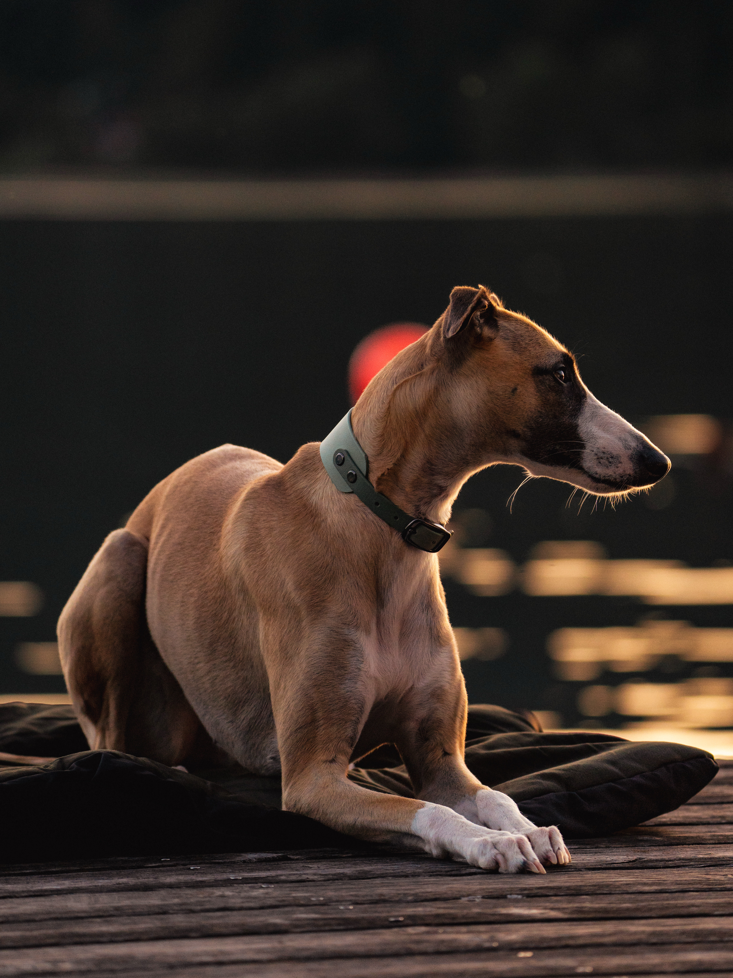 Hundeportrait im Abendlicht am See – emotionale Hundefotografie Tegernsee